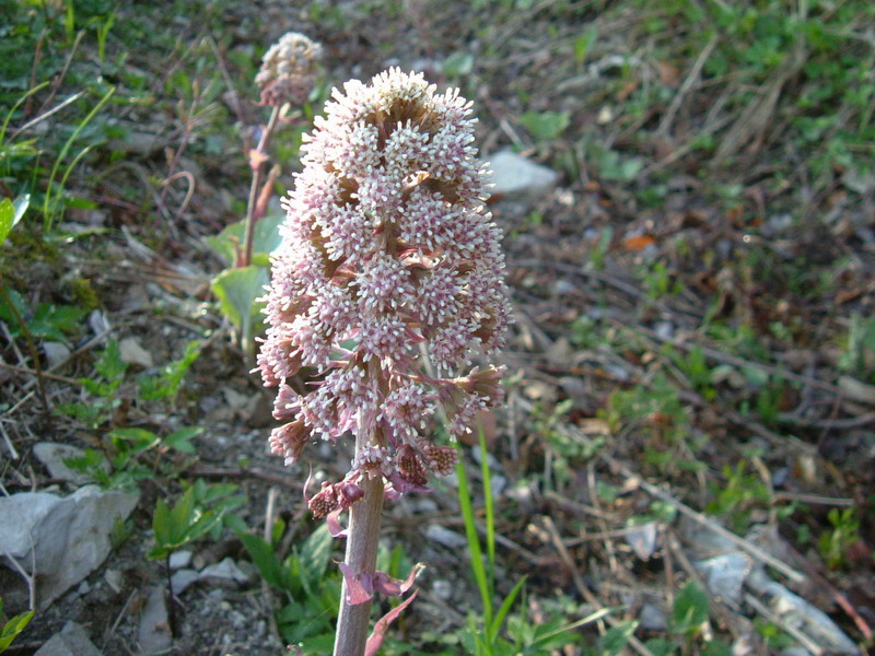 Petasites hybridus